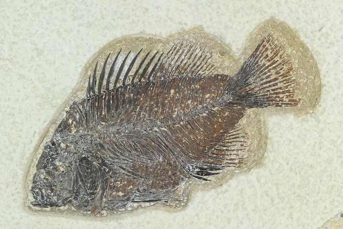 Fossil Fish (Cockerellites) - Green River Formation #129691